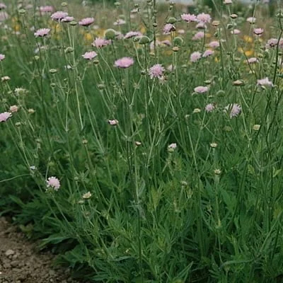 Knautia Arvensis Beemdkroon De Bolderik