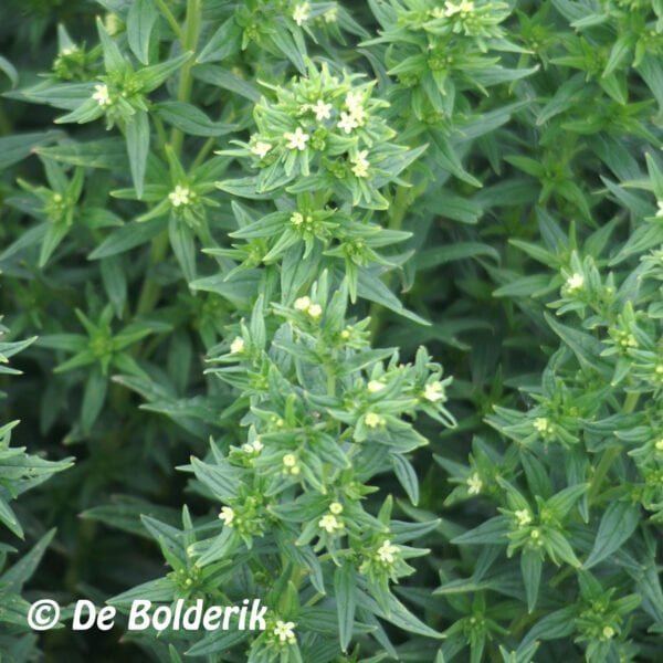 Lithospermum officinale - Glad parelzaad