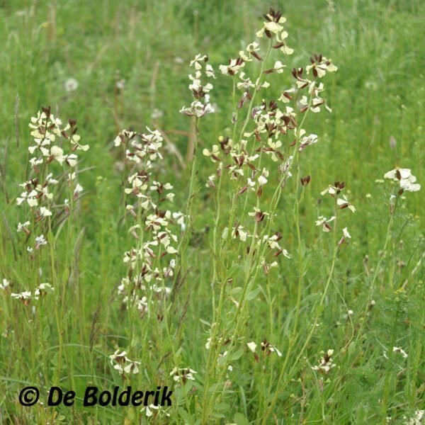 Rucola coltivata - Rucola